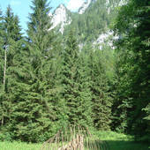 Falkenstein_10.jpg