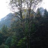 Falkenstein_46.JPG