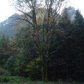 Falkenstein_47.JPG